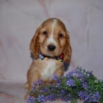 Astra-female-English-Cocker-Spaniel-puppy-for-sale-2