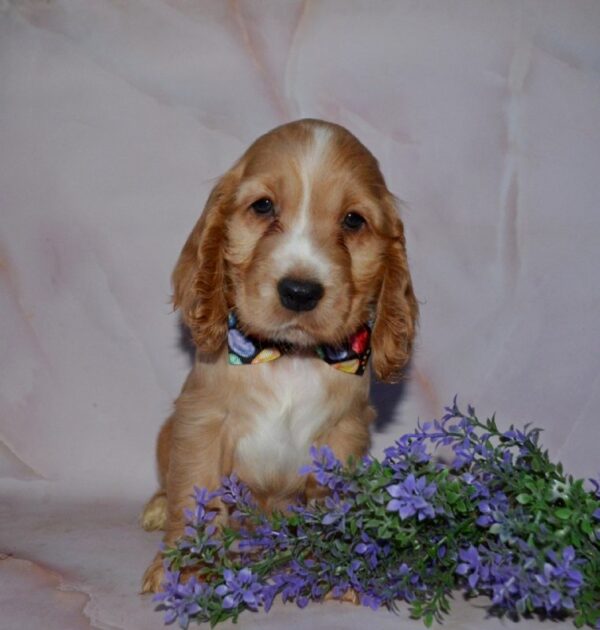 Astra English Cocker Spaniel Astra English Cocker Spaniel