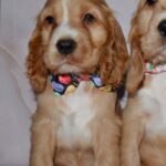 Astra-female-English-Cocker-Spaniel-puppy-for-sale-3