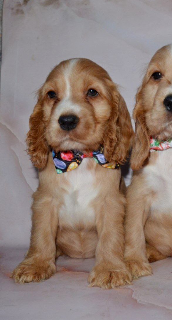 Astra English Cocker Spaniel Astra English Cocker Spaniel