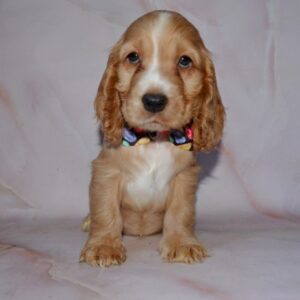 Astra English Cocker Spaniel