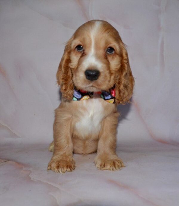 Astra English Cocker Spaniel Astra English Cocker Spaniel