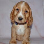 Astra-female-English-Cocker-Spaniel-puppy-for-sale-5