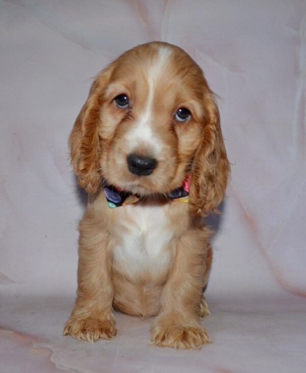 Astra English Cocker Spaniel Astra English Cocker Spaniel