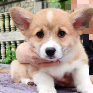 Aurell Welsh Corgi Aurell Welsh Corgi