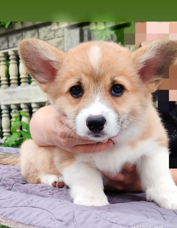 Aurell Welsh Corgi Aurell Welsh Corgi