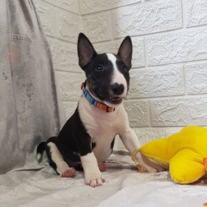 Aurora Miniature Bull Terrier Aurora Miniature Bull Terrier