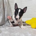 Aurora-female-Miniature-Bull-Terrier-puppy-for-sale-1 (2)