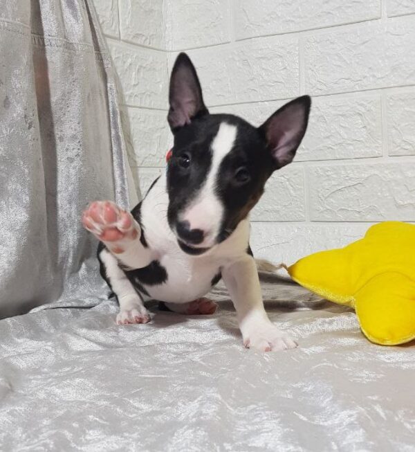 Aurora Miniature Bull Terrier Aurora Miniature Bull Terrier