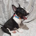 Aurora-female-Miniature-Bull-Terrier-puppy-for-sale-1 (3)