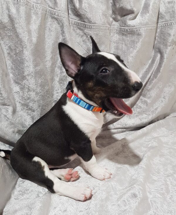 Aurora Miniature Bull Terrier Aurora Miniature Bull Terrier