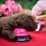 Avgustina-female-labrador-retriver-puppy-for-sale-1 (1)