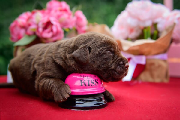 Avgustina Labrador Retriever Avgustina Labrador Retriever