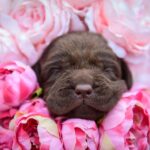 Avgustina-female-labrador-retriver-puppy-for-sale-1 (2)