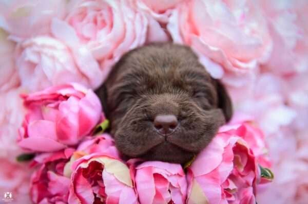 Avgustina Labrador Retriever Avgustina Labrador Retriever