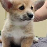 Azur-male-Welsh-Corgi-puppy-for-sale-1