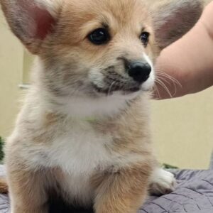 Azur Welsh Corgi Azur Welsh Corgi