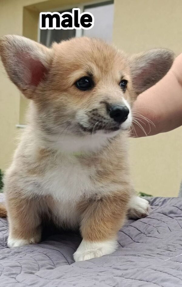 Azur Welsh Corgi Azur Welsh Corgi