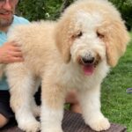 Bax-male-Poodle-puppy-for-sale-1