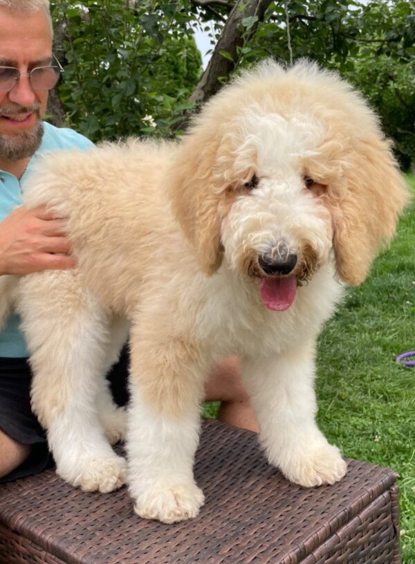 Bax Giant Poodle Bax Giant Poodle