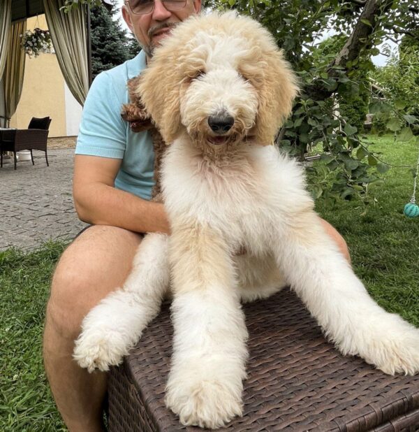 Bax Giant Poodle Bax Giant Poodle