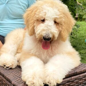 Bax Giant Poodle
