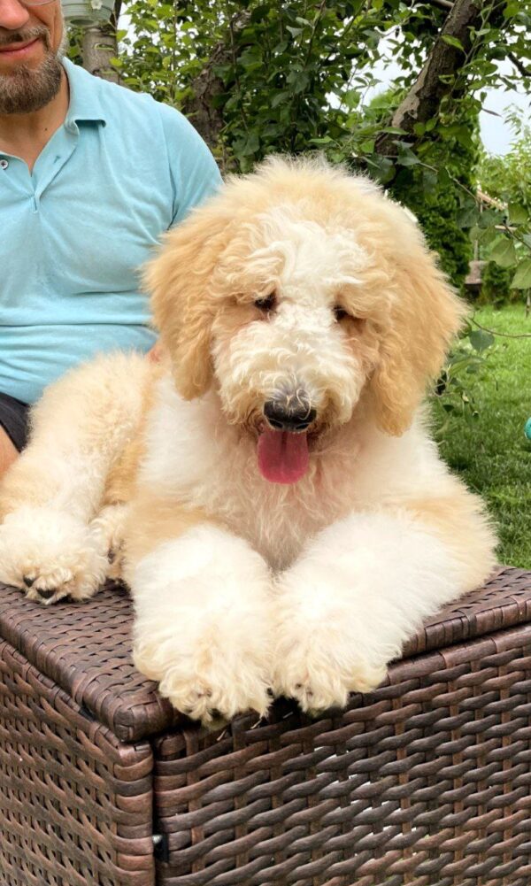 Bax Giant Poodle Bax Giant Poodle