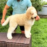 Bax-male-Poodle-puppy-for-sale-4