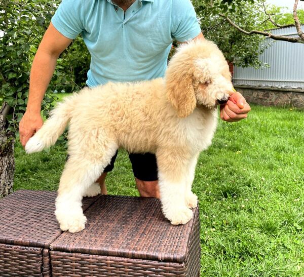 Bax Giant Poodle Bax Giant Poodle