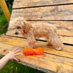 Bea-female-Maltipoo-puppy-for-sale-1