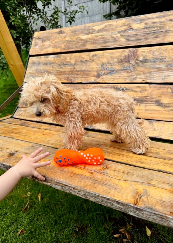 Bea Maltipoo Bea Maltipoo