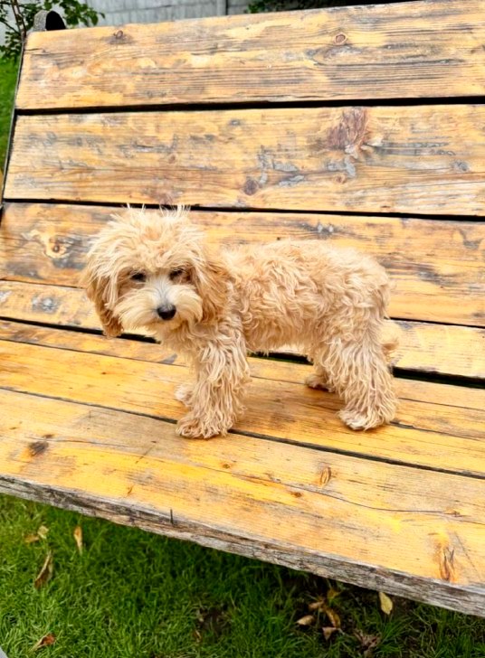 Bea Maltipoo Bea Maltipoo