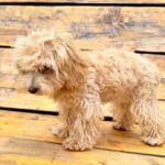 Bea-female-Maltipoo-puppy-for-sale-3