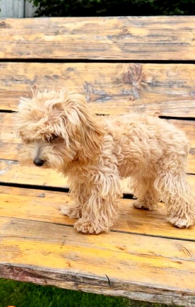 Bea Maltipoo Bea Maltipoo