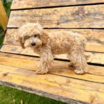 Bea-female-Maltipoo-puppy-for-sale-4