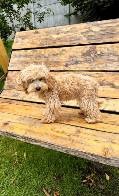 Bea Maltipoo Bea Maltipoo