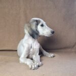 Bella-female-saluki-puppy-for-sale- (1)