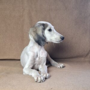 Bella Saluki Persian Hound