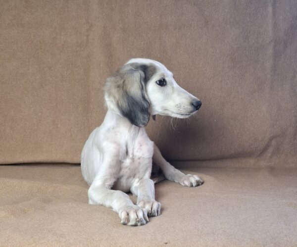 Bella Saluki Persian Hound Bella Saluki Persian Hound