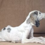 Bella-female-saluki-puppy-for-sale- (2)