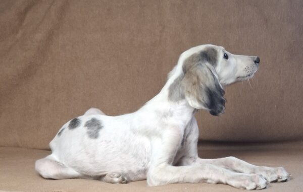 Bella Saluki Persian Hound Bella Saluki Persian Hound