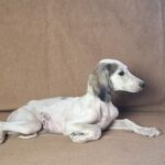 Bella-female-saluki-puppy-for-sale- (3)