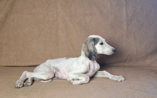 Bella Saluki Persian Hound Bella Saluki Persian Hound