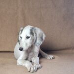 Bella-female-saluki-puppy-for-sale- (4)