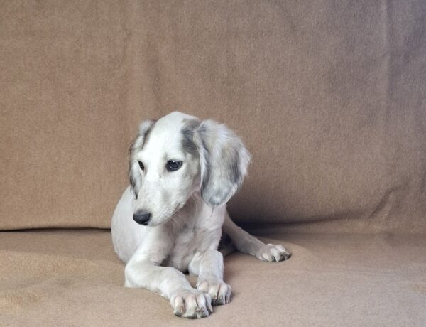 Bella Saluki Persian Hound Bella Saluki Persian Hound