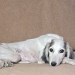 Bella-female-saluki-puppy-for-sale- (5)