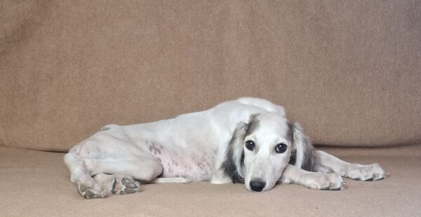 Bella Saluki Persian Hound Bella Saluki Persian Hound