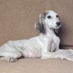 Bella-female-saluki-puppy-for-sale- (6)