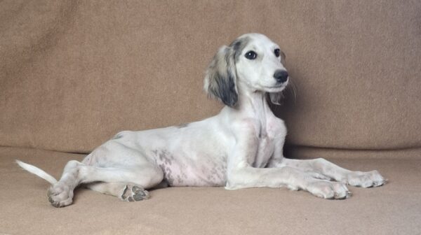 Bella Saluki Persian Hound Bella Saluki Persian Hound