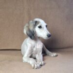Bella-female-saluki-puppy-for-sale- (7)